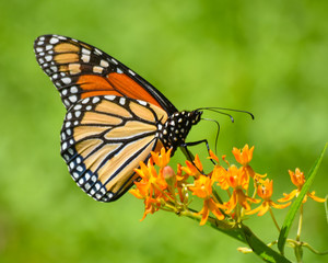 Fototapeta na wymiar Monarch on Orange Butterfly Bush Flowers 