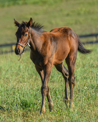 Fototapeta premium Just a Foal Taking a Stroll