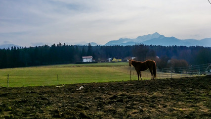 A brown horse grazing on a lace. The animal is looking at the camera, being calm and cautious. There are few mountains in the back and a white house. Serenity and calmness.