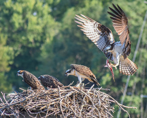 Osprey Family - Daddy's Home
