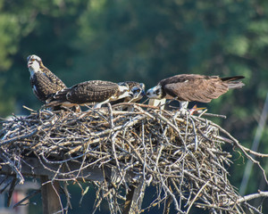 Osprey Feeding Time
