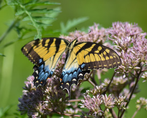 Eastern Tiger Swallowtail