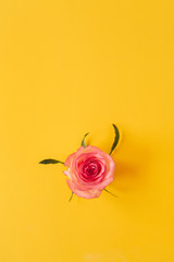 Pink rose flower bud on yellow background. Flatlay, view from above.