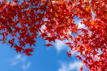Red maple leaves fluttering in the wind with blue sky