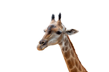 Close up shot of giraffe head isolate on white , with clipping path