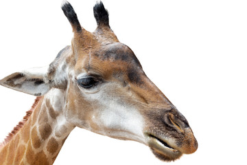 Close up shot of giraffe head isolate on white , with clipping path