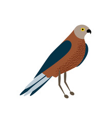 Australian animals. Vector illustration in flat style.The main symbols of the country.