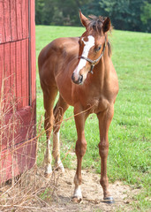 Adorable Thoroughbred Foal