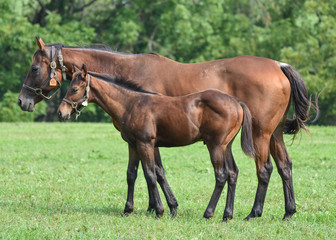 Thoroughbred Foal and nurse mare