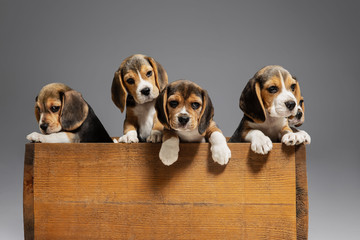 Beagle tricolor puppies are posing in wooden box. Cute doggies or pets playing on grey background....