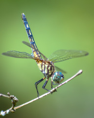 Smiling Dragonfly