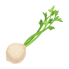 White Bulb With Long Fibrous Stalk Tapering Into Leaves. Celery Uses For Healty Salads And Soups Vector Illustration Isolated On White Background