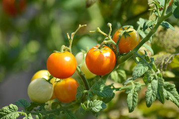 Tomatoes on the Vine