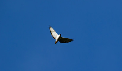 Hawk flying in the sky