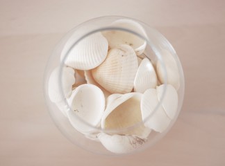 White shells in a vase. Sea styled decor