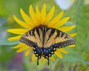 Eastern Tiger Swallowtail on a Yellow Sunflower