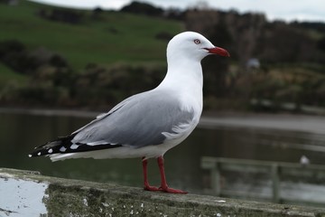 Seagull in New Zealand