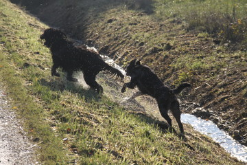 Chiens qui jouent