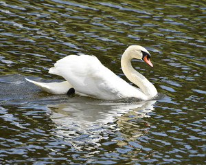 Obraz premium Mute Swan on the Pond