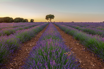 Obraz premium a lavender field at sunset