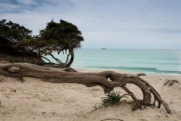 Old horizontal tree on the beach