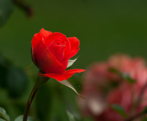 Rose, rosehip - the genus and cultural form of plants of the pink family, bushes up to 2 meters tall. Wild plants grow mainly in temperate climates. In total, there are about 300-400 species.