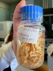 female scientist's hand holding a cointainer with parasite Tenia Saginata in a microbiology laboratory
