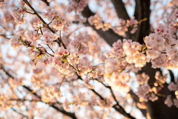 Fototapeta premium 夕陽に照らされた桜