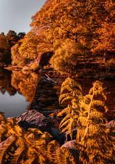 Grasmere Lake in the Lake District, Cumbria, UK. Autumn reflections in the clear and still waters with trees in the background. 