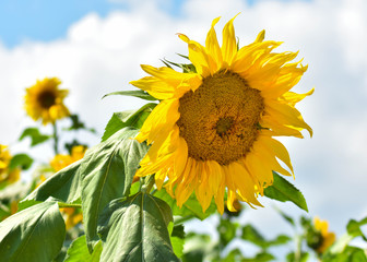 Sunflower on a Summer Day