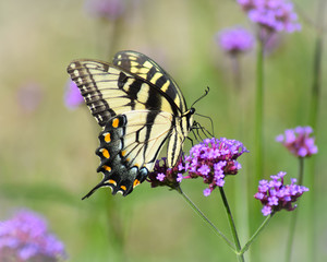 Eastern Tiger Swallowtail on Purple Flowers
