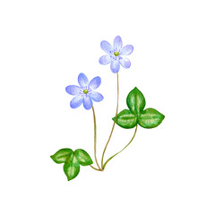 hepatica, drawing by colored pencils