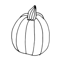 Pumpkin in doodle style on isolated white background. Thanksgiving Day, Halloween pumpkin icon. Vector autumn illustration. Decoration element. Vegetarian product. Black outline hand drawn.