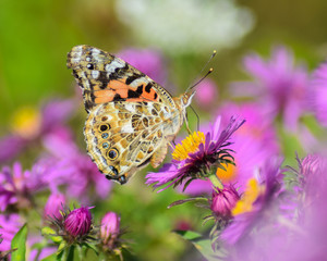 Painted Lady Butterfly on Purple Flower
