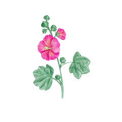 hollyhock flower, drawing by colored pencils