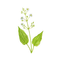 water plantain , drawing by colored pencils © cat_arch_angel