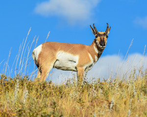 Antelope on the Prairie