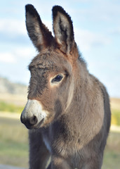 Wild Burro in South Dakota