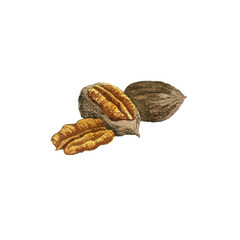 watercoolor drawing pecan nuts