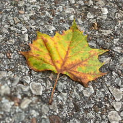 single leaf