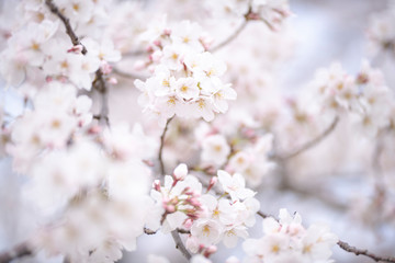 Naklejka premium 桜