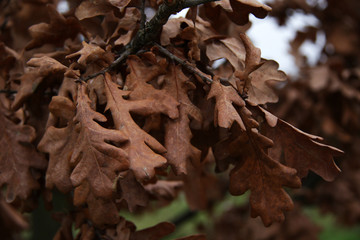 dry brown oak leafs