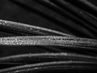 cordyline 