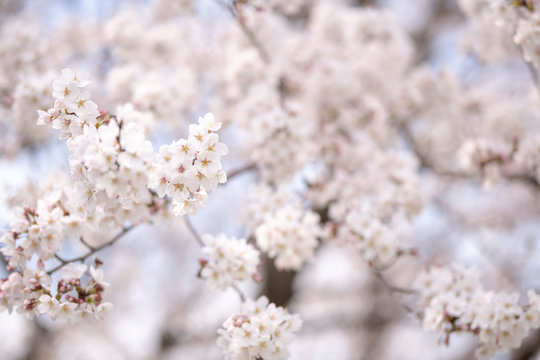 桜 © 崇文 山西