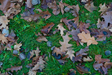 Oak leaves and green grass. Scandinavian autumn. Fall background. Group of leaves.