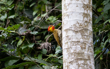  Woodpecker climbing on the tree