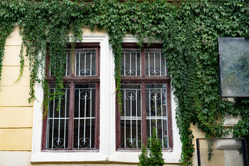 Photo of old window with bars, overgrown with green wild vine