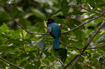 Tropical bird on branch