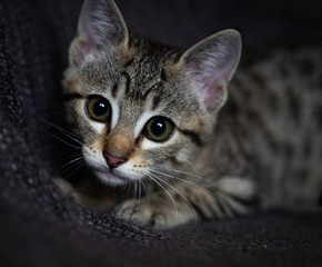 Little tabby kitten cognizes life