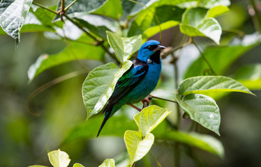 Blue bird on a branch